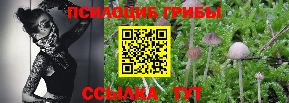 Галлюциногенные грибы Psilocybe  Вход с VPN  Гусиноозёрск 